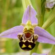 Orchidea a forma di ape